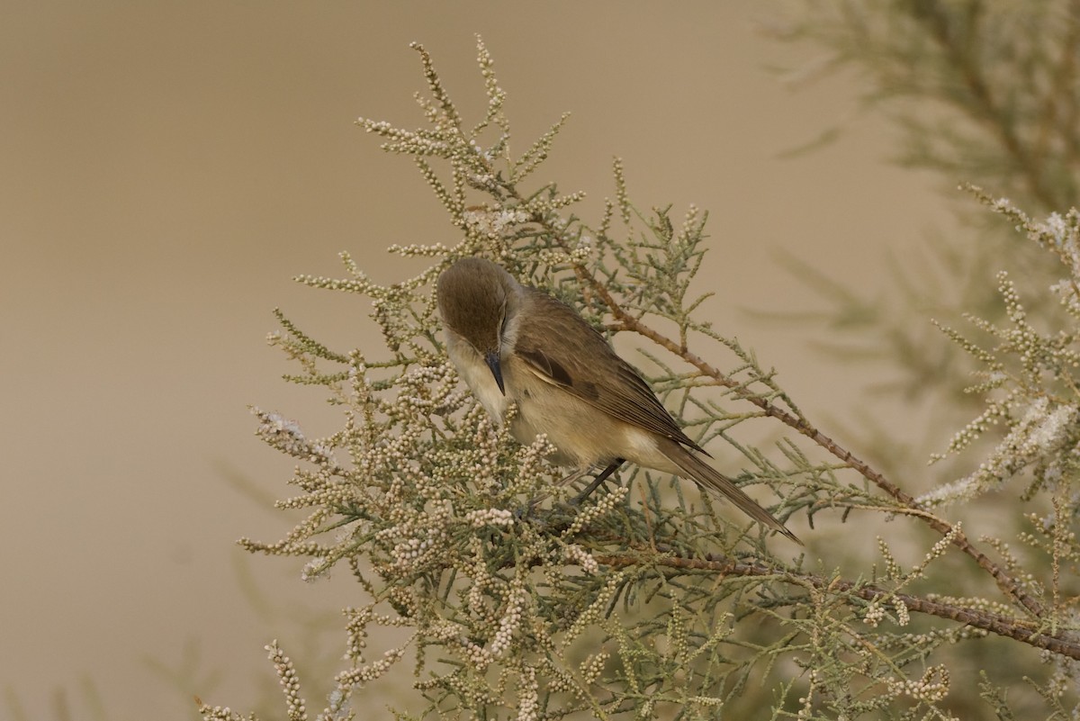 קנית אפריקנית - ML647351362