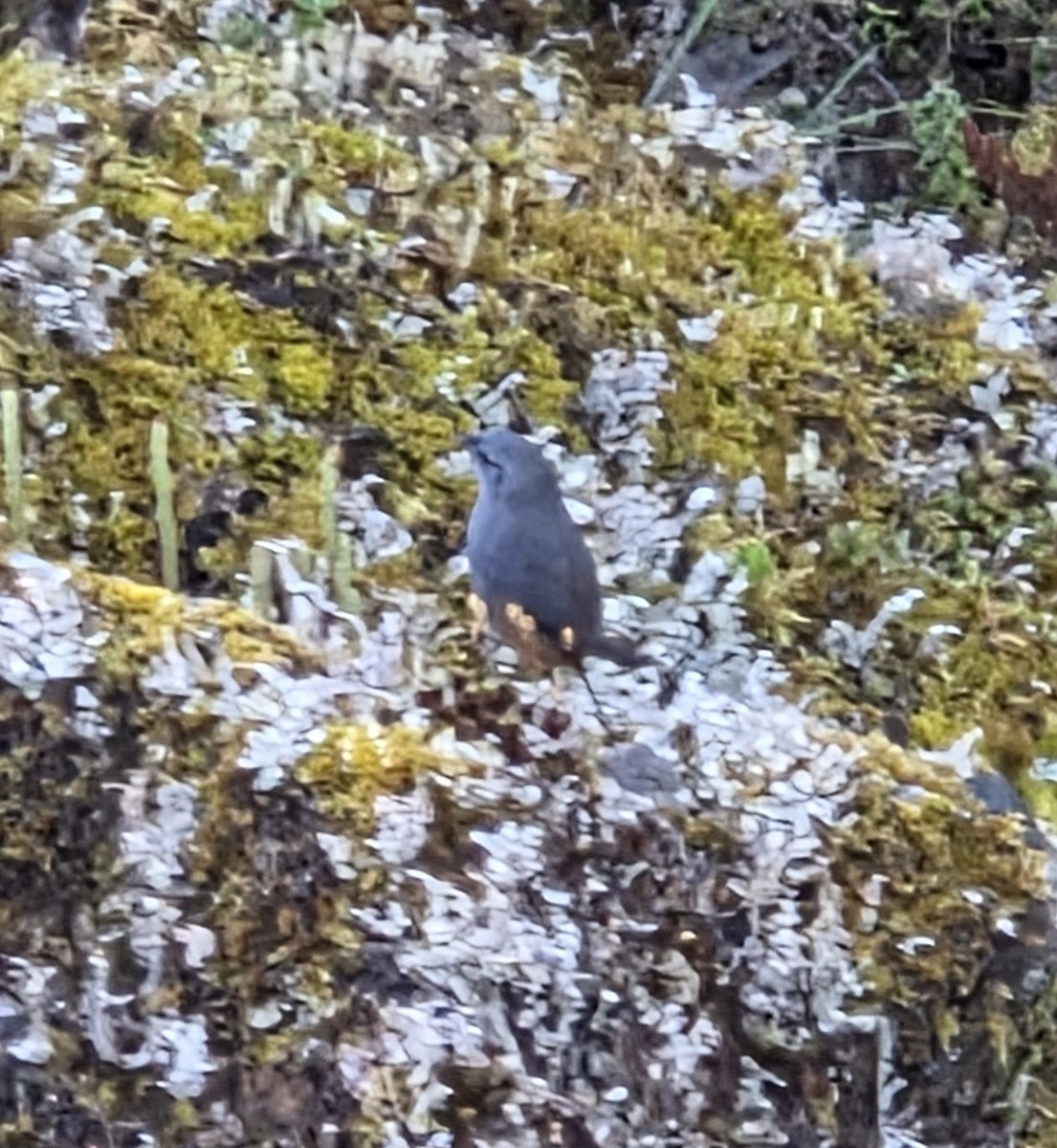 Vilcabamba Tapaculo - ML647351369