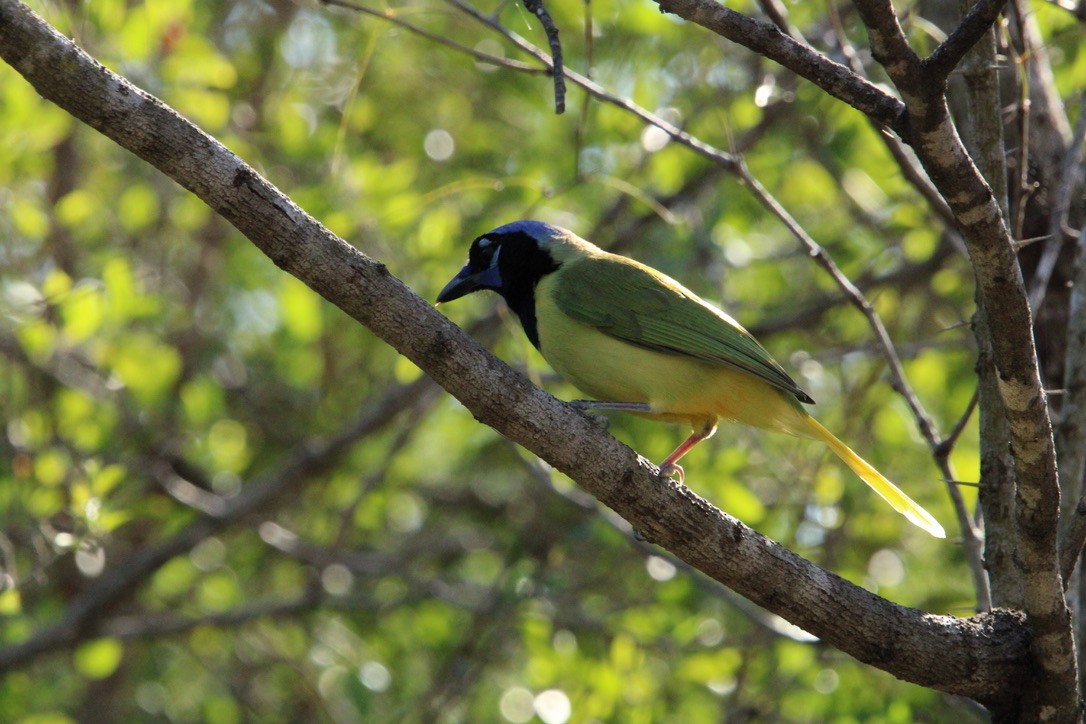 Green Jay - ML647351370