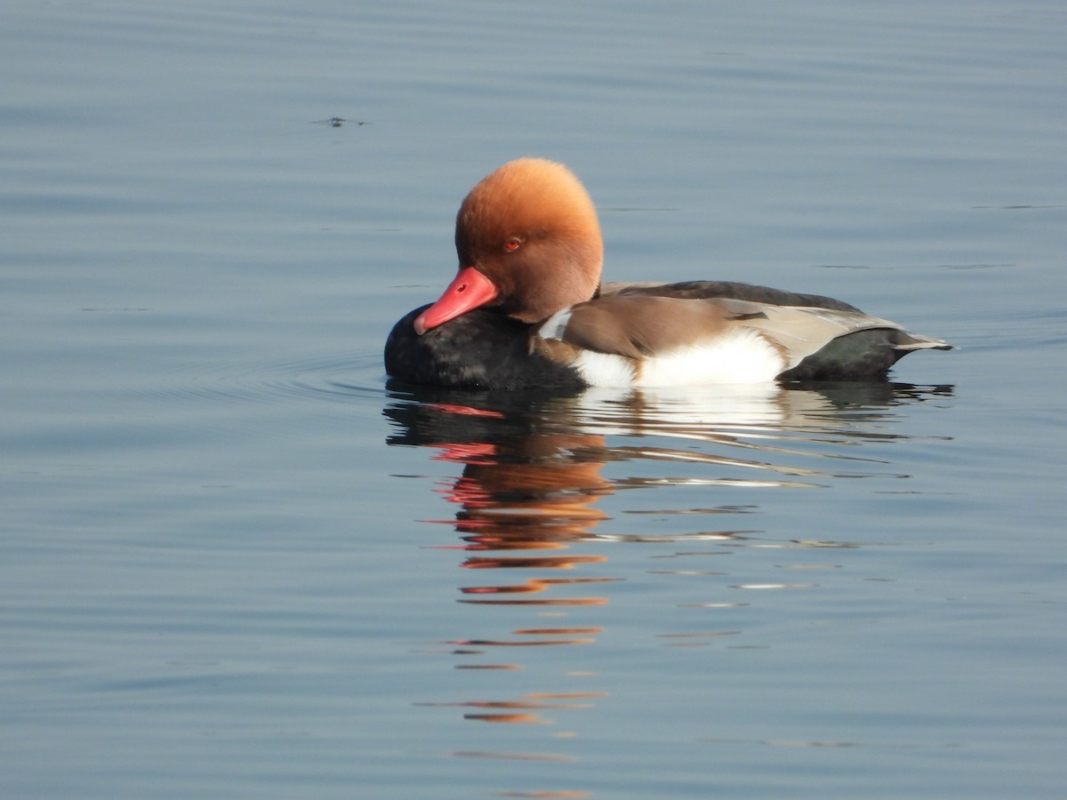 Red-crested Pochard - ML647351371