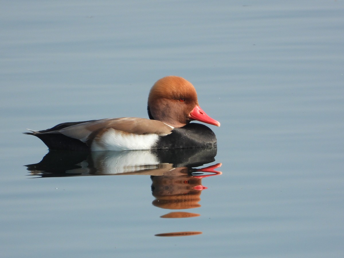Red-crested Pochard - ML647351372