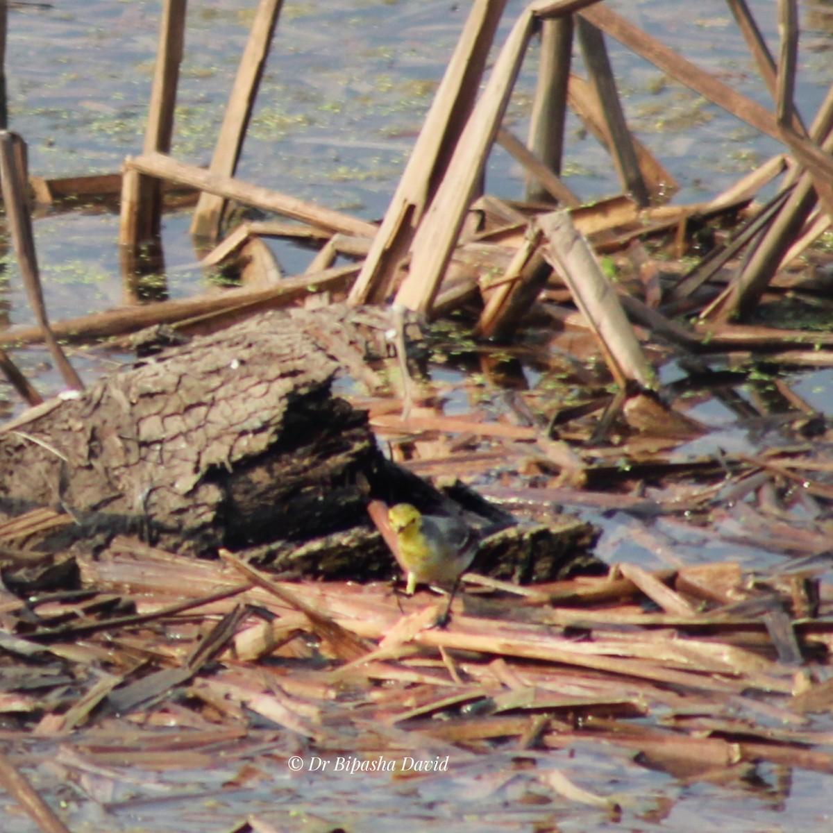 Citrine Wagtail - ML647351373