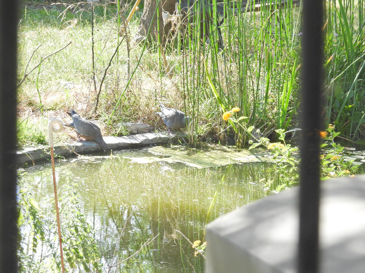 Picazuro Pigeon - ML647351380