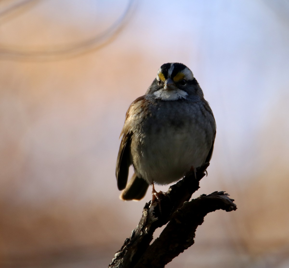 White-throated Sparrow - ML647351386