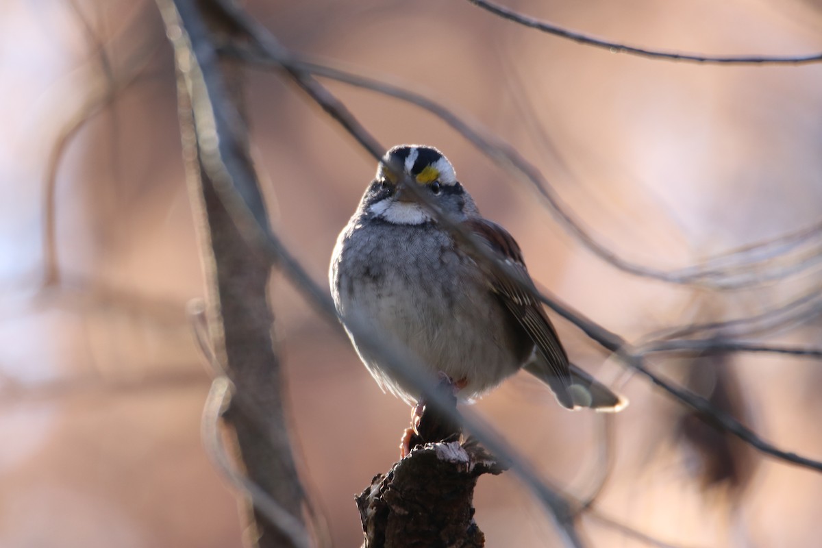 White-throated Sparrow - ML647351387