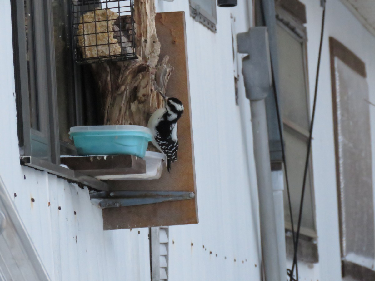 Hairy Woodpecker - ML647351389