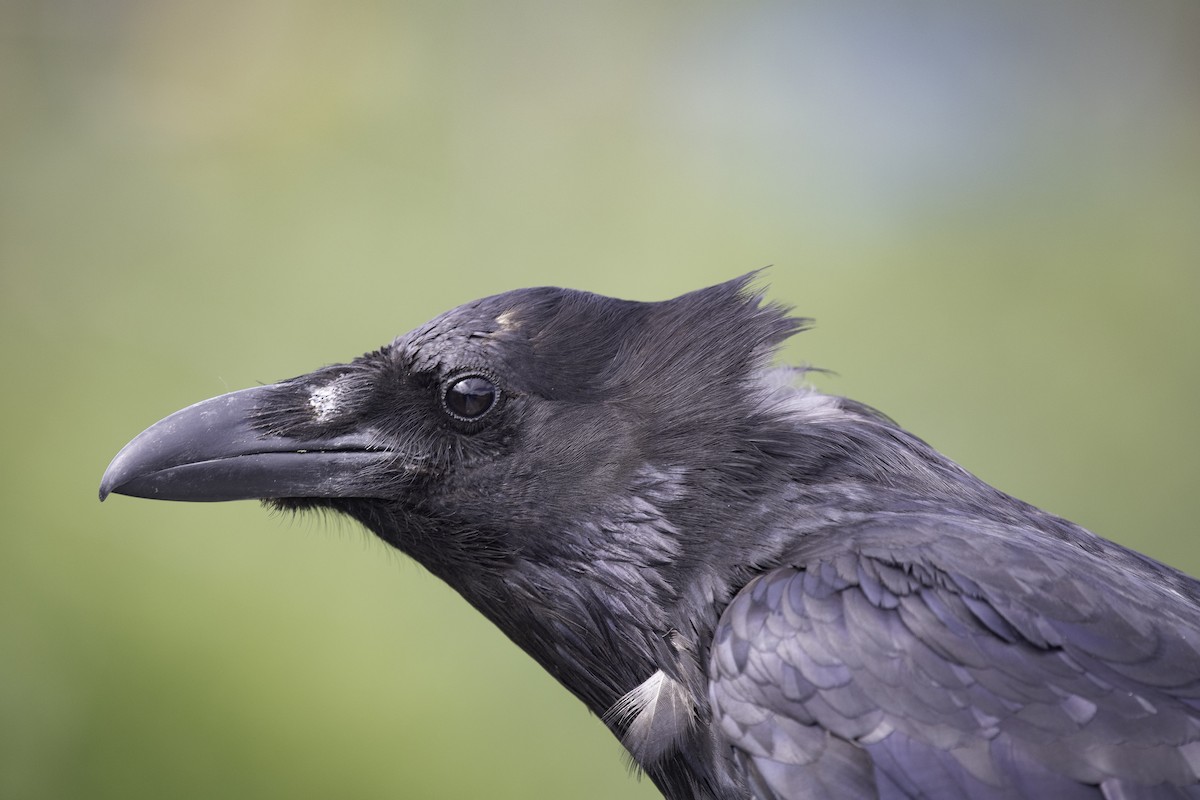 עורב שחור - ML647351410