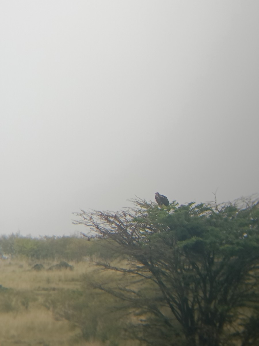 White-backed Vulture - ML647351411