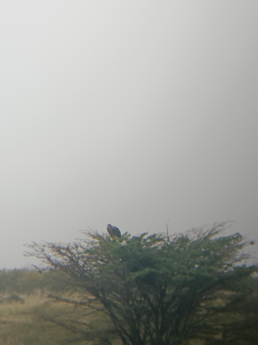 White-backed Vulture - ML647351412