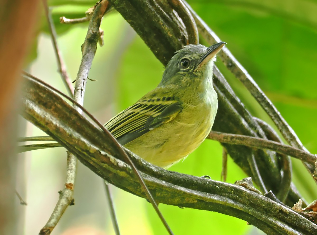 Yellow-olive Flatbill - ML647351414