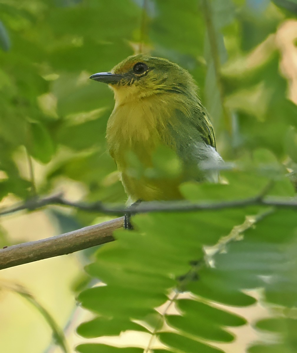 Ochre-lored Flatbill - ML647351416