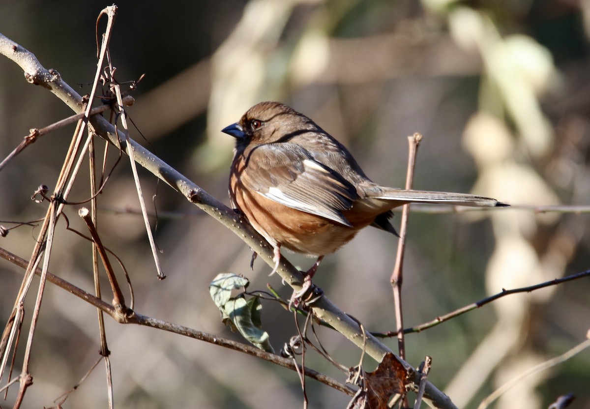 Eastern Towhee - ML647351417