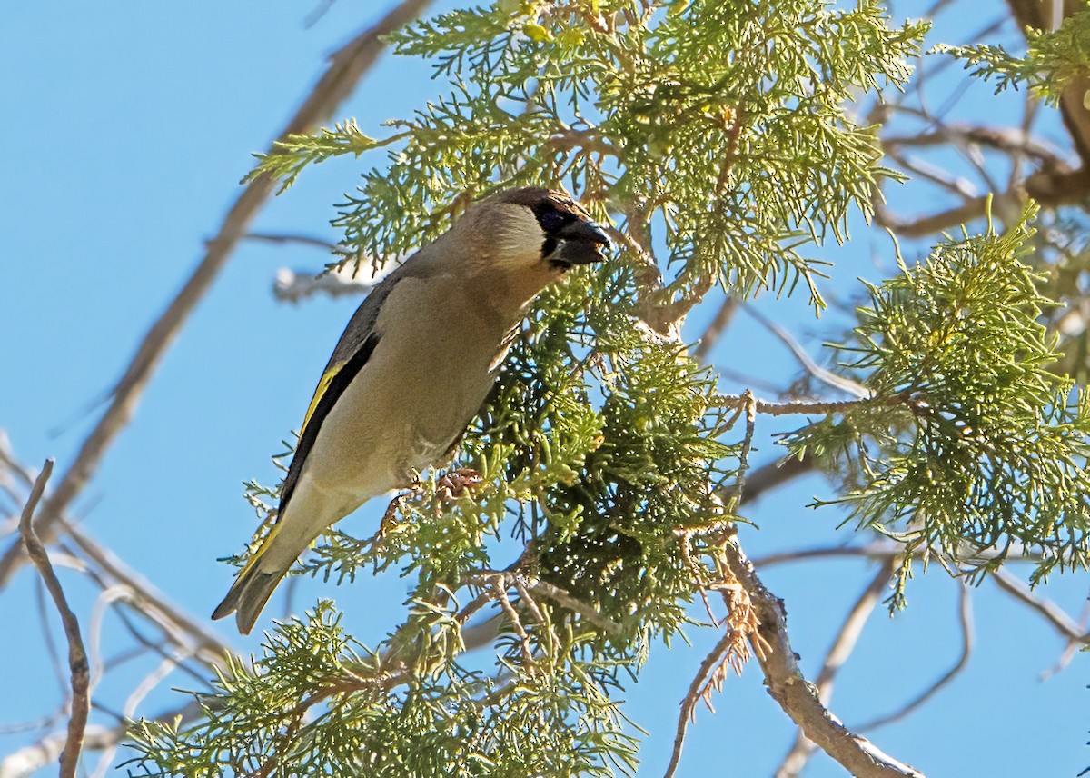 Arabian Grosbeak - ML647351418