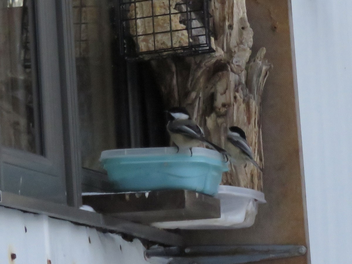 Black-capped Chickadee - ML647351419