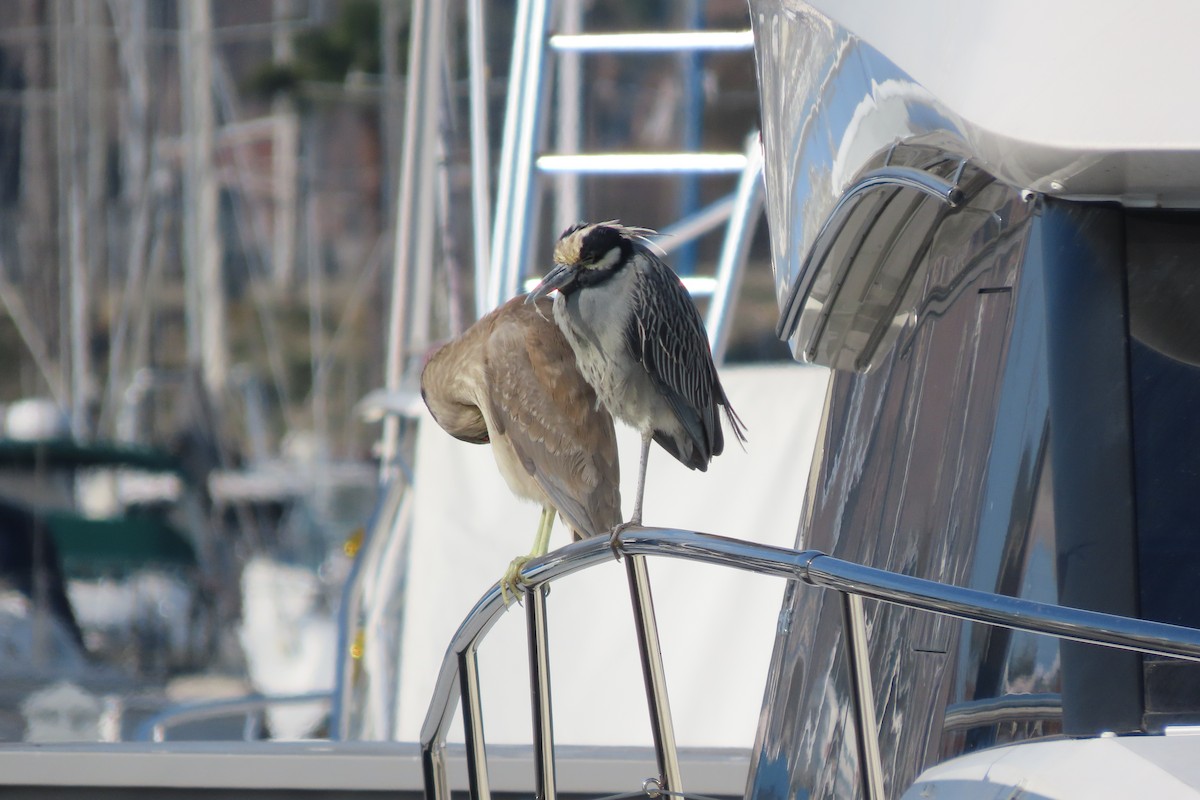 Yellow-crowned Night Heron - ML647351433