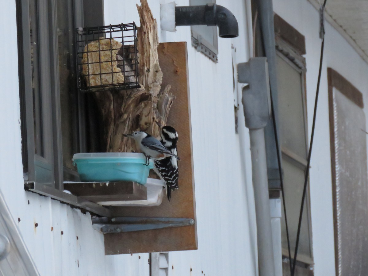 White-breasted Nuthatch - ML647351453