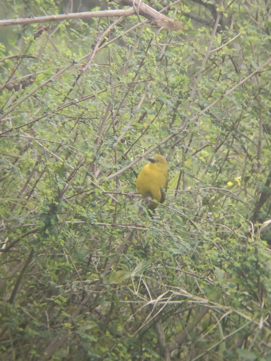 Holub's Golden-Weaver - ML647351480