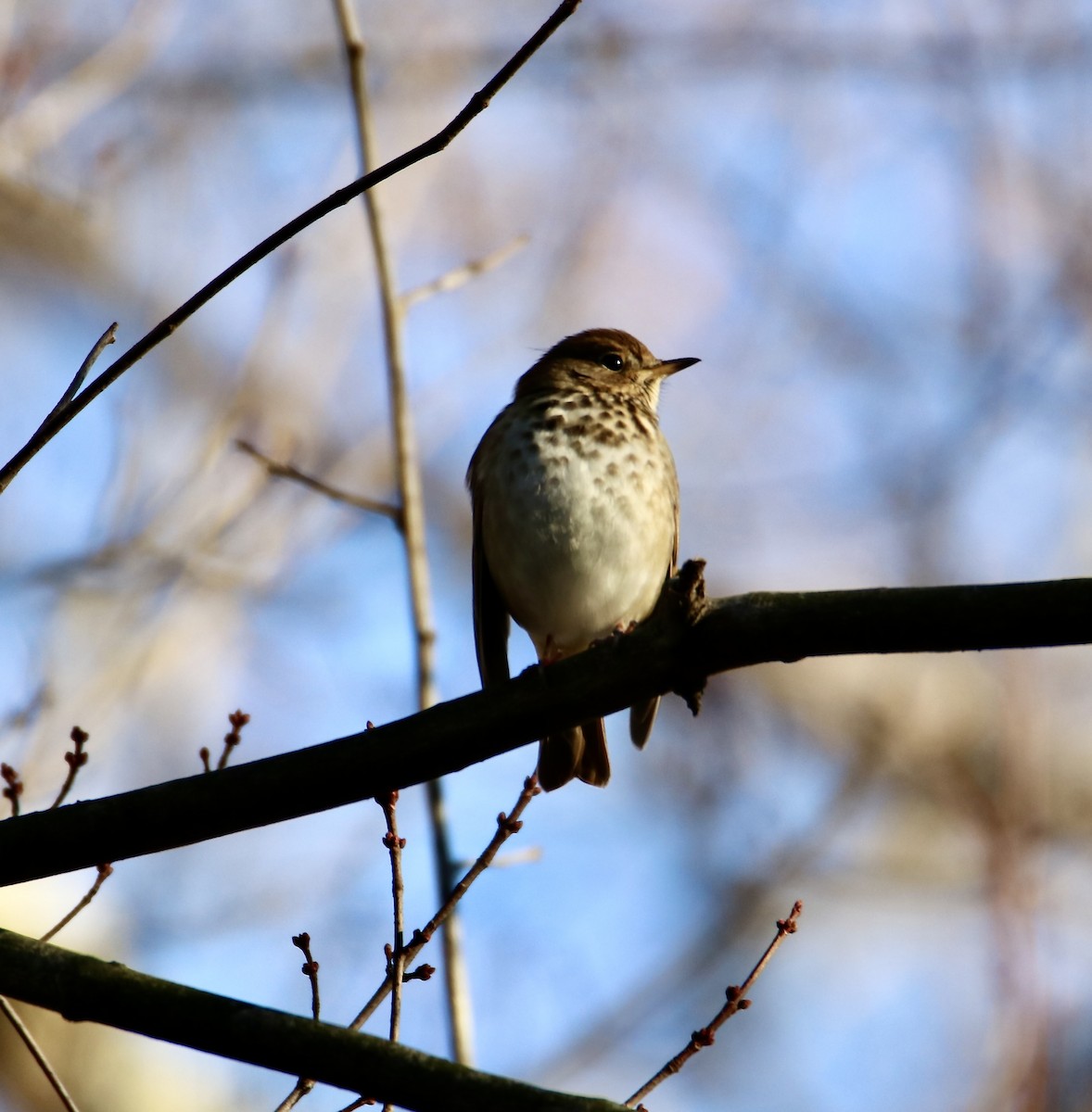 Einsiedler-Musendrossel - ML647351490