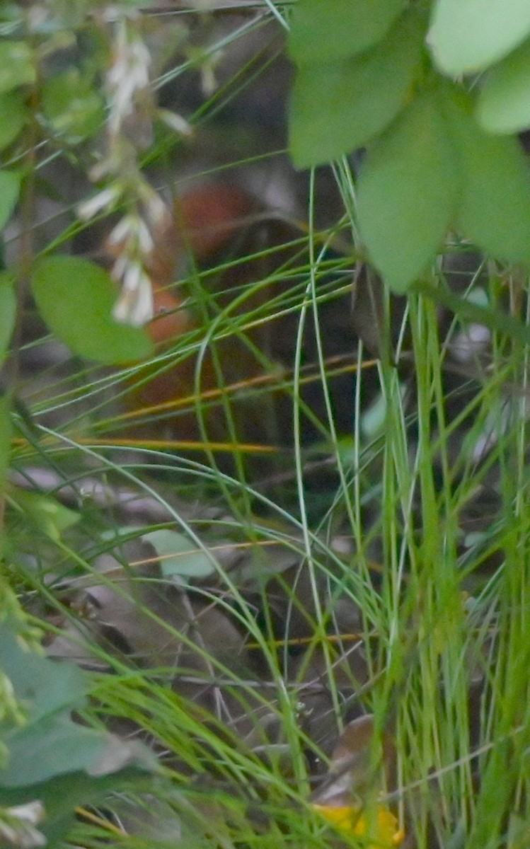 Buff-spotted Flufftail - ML647351500