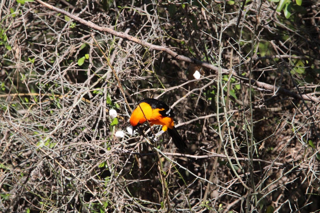 Altamira Oriole - ML647351503