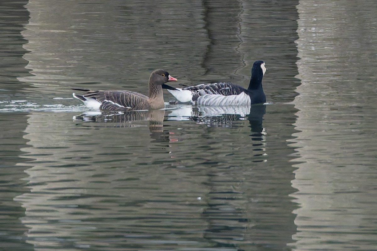 Гуска мала - ML647351524