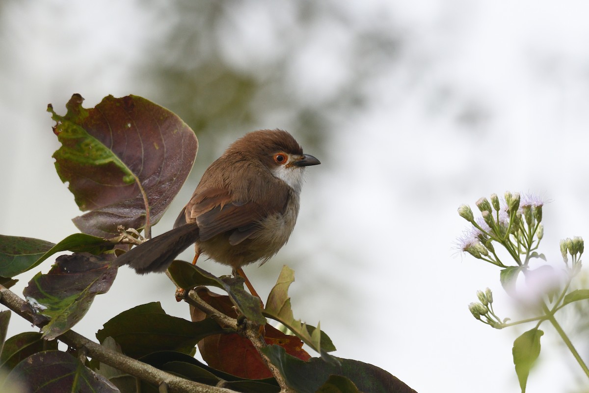 Yellow-eyed Babbler - ML647351546
