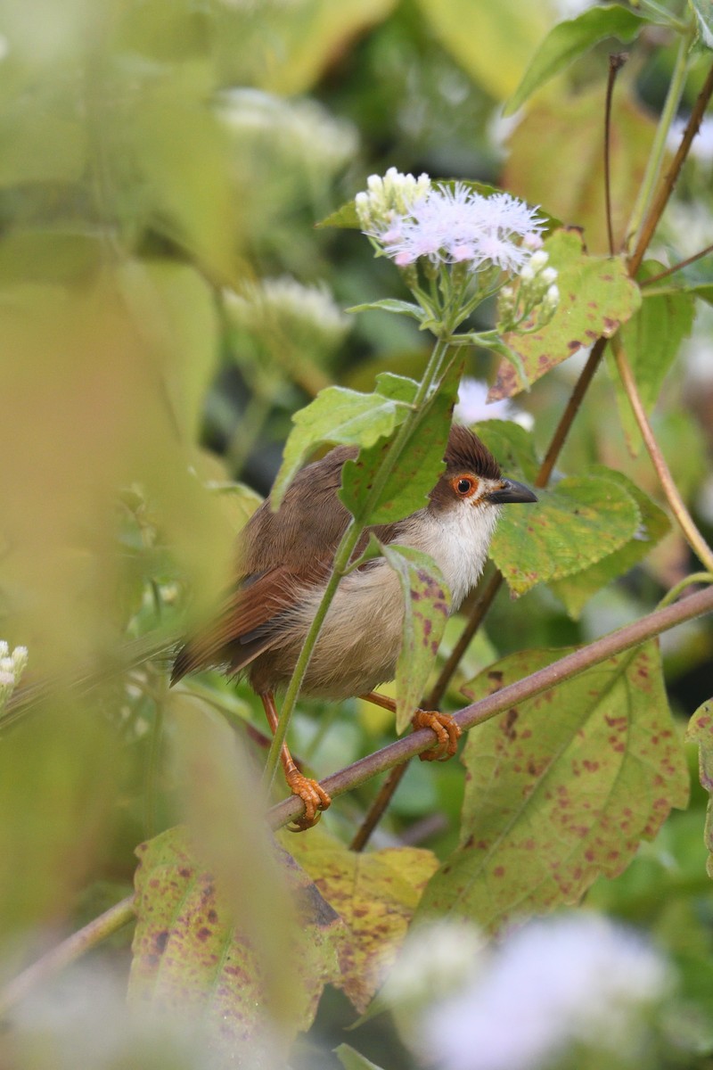 Yellow-eyed Babbler - ML647351548