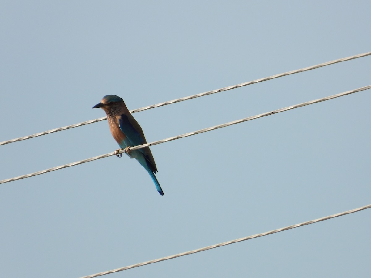 Indian Roller - ML647351560