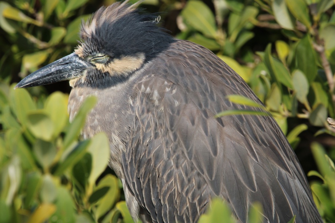 Yellow-crowned Night Heron - ML647351579
