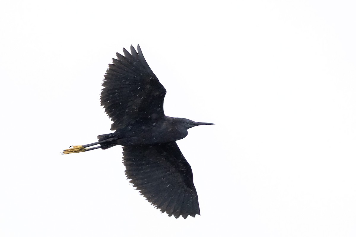 skyggehegre - ML647351583