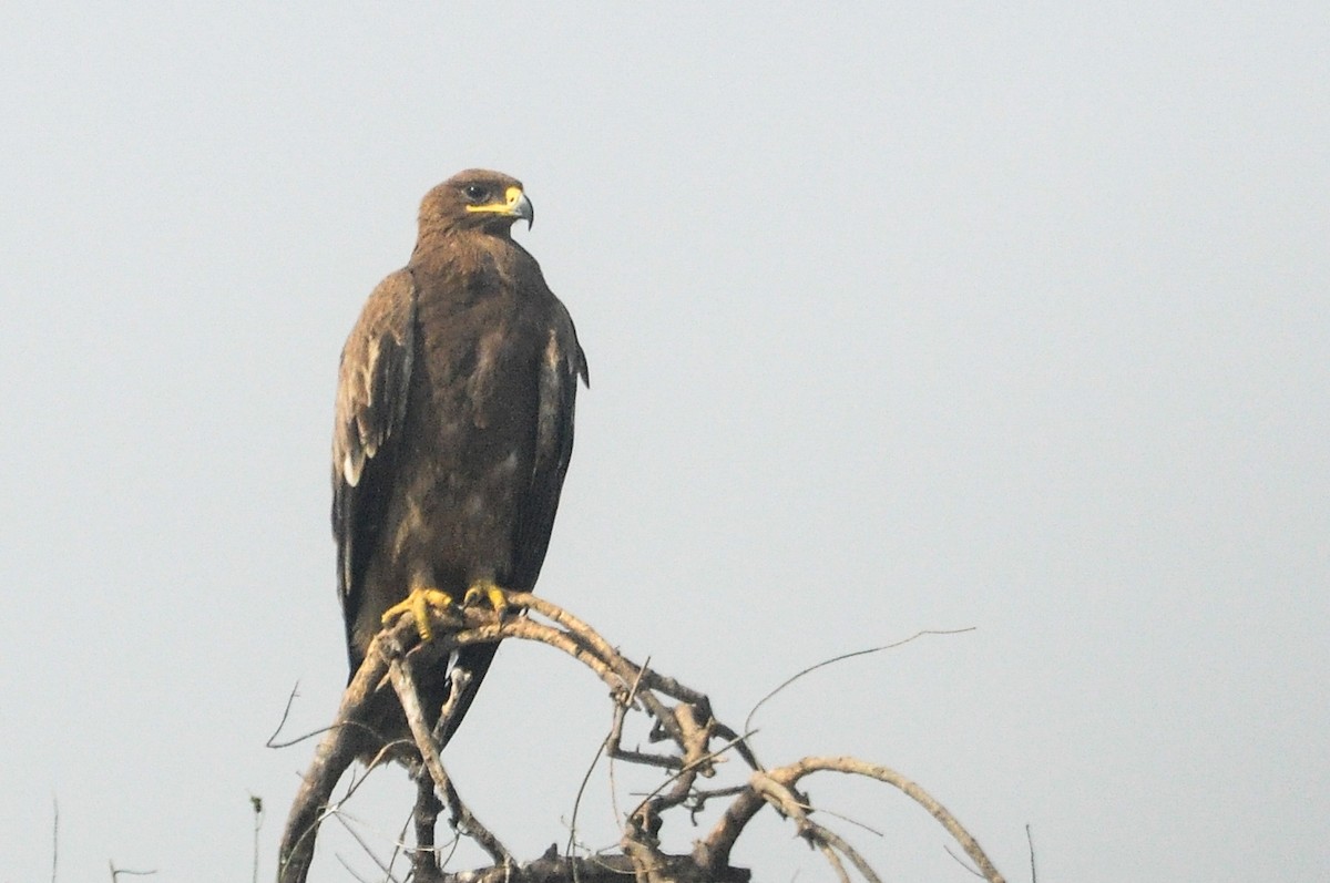 orel stepní - ML647351589