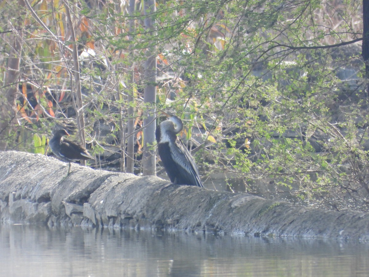 Oriental Darter - ML647351593