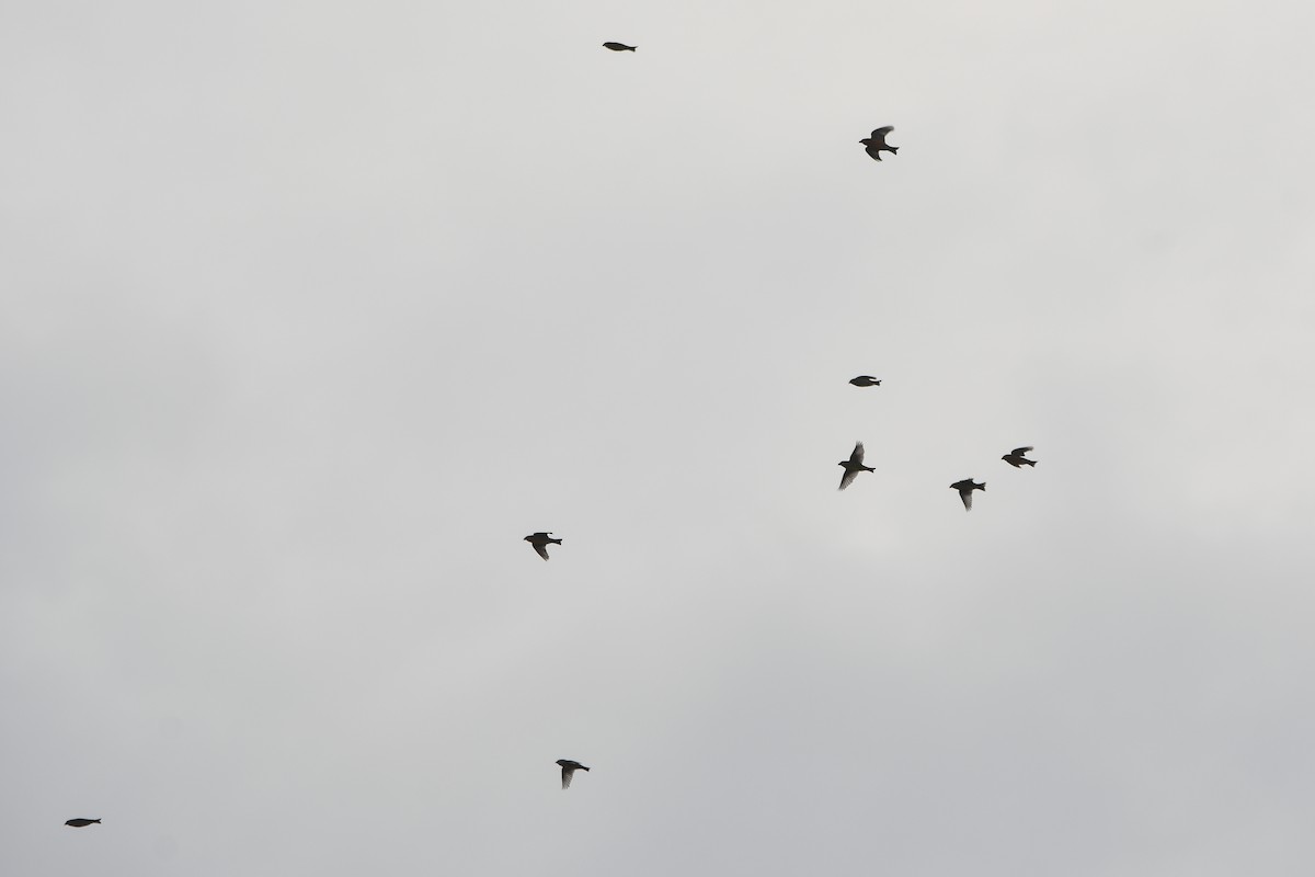 イスカ - ML647351609