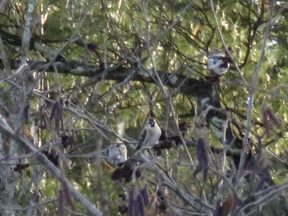Redpoll - ML647351610