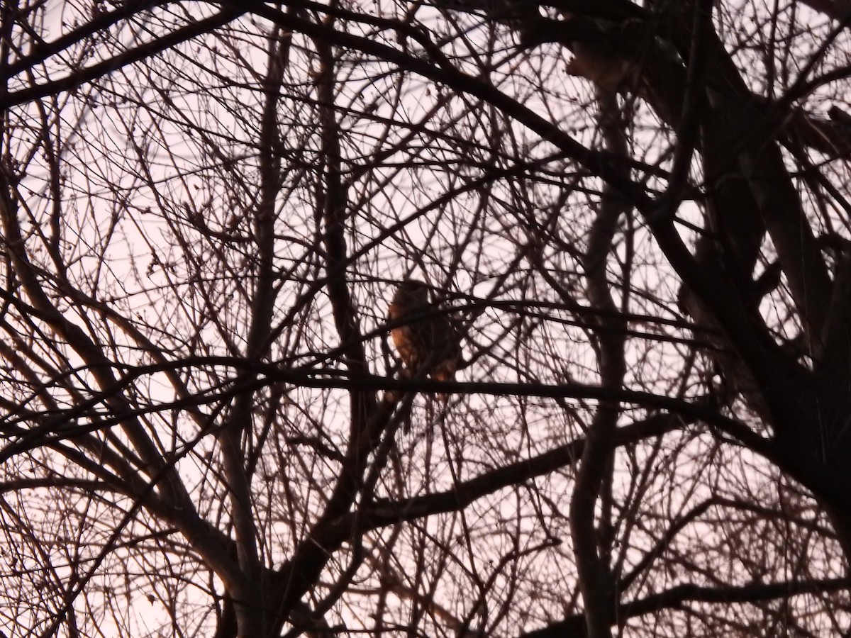 Barred Owl - ML647351624