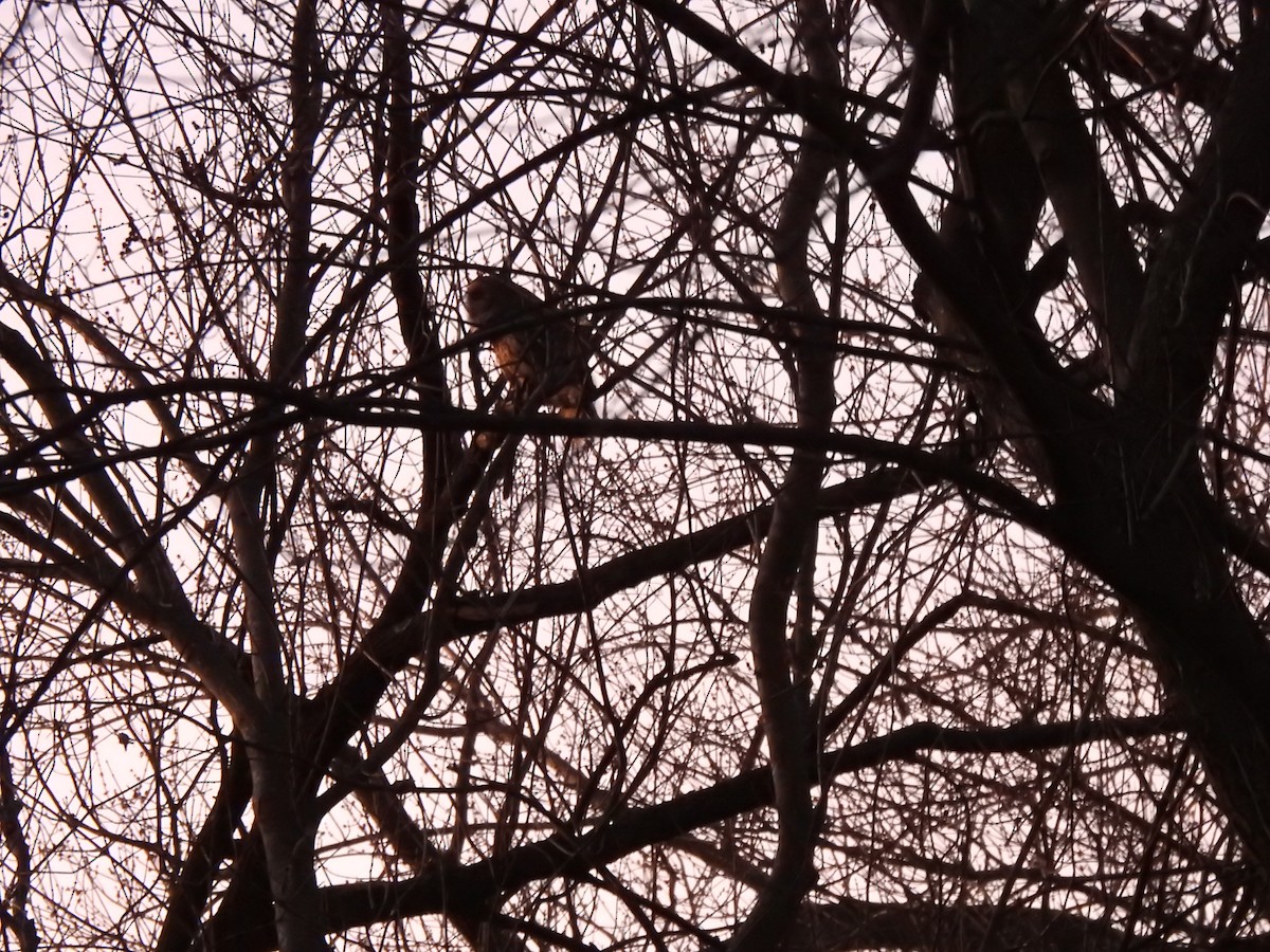 Barred Owl - ML647351638