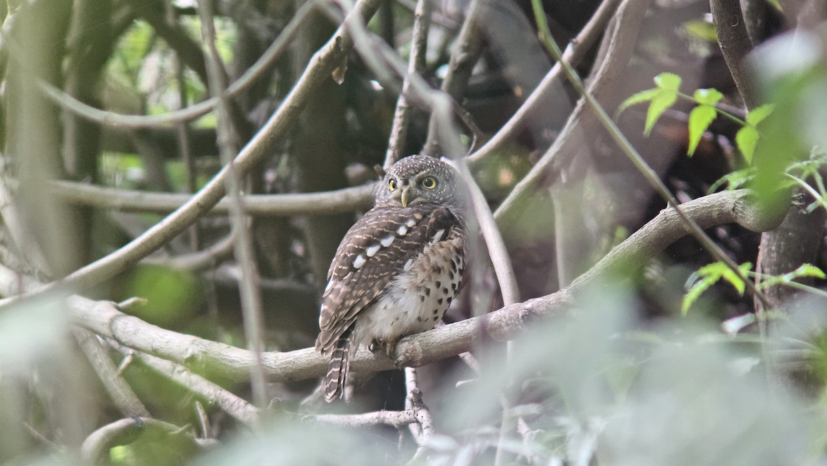 African Barred Owlet - ML647351668