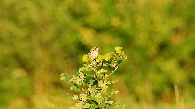 Henslow's Sparrow - ML647351677