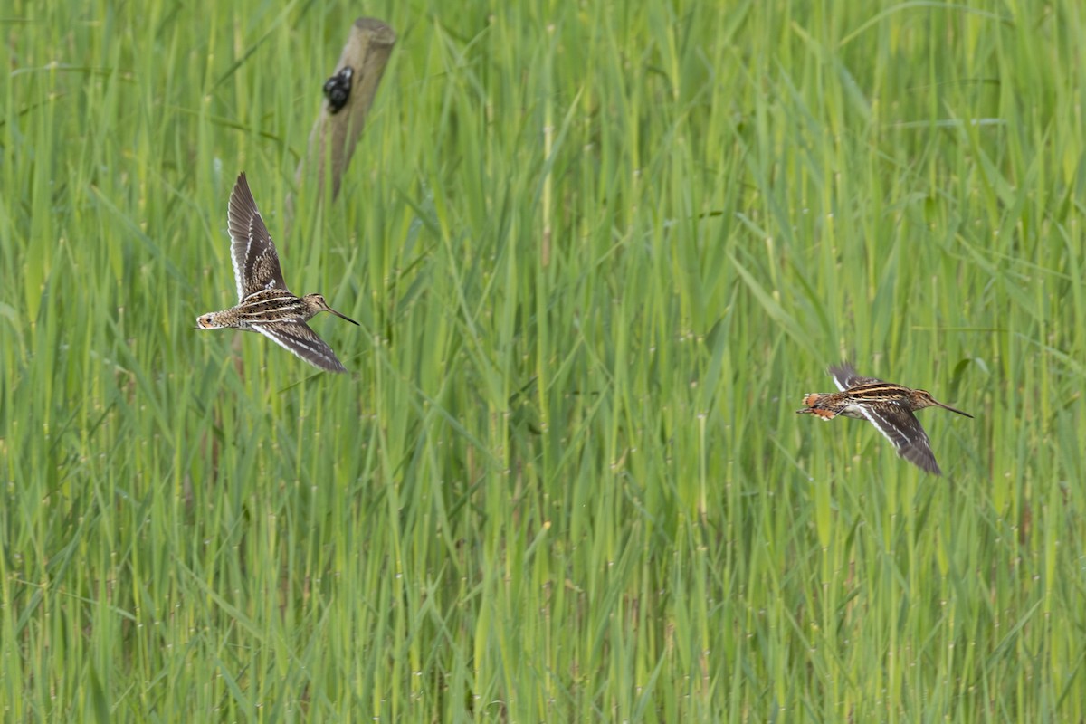 חרטומית ביצות - ML647351684