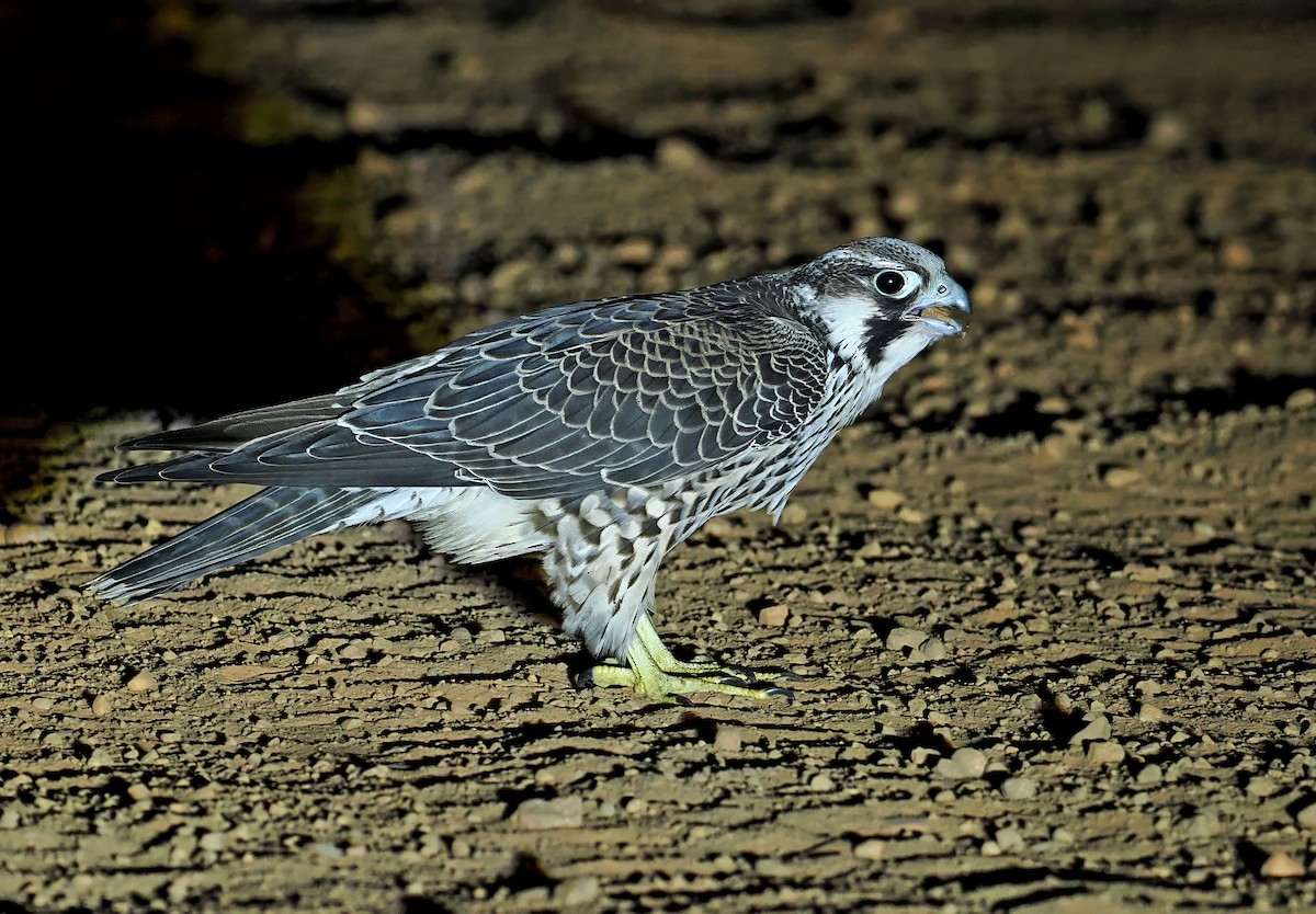 Faucon pèlerin - ML647351697