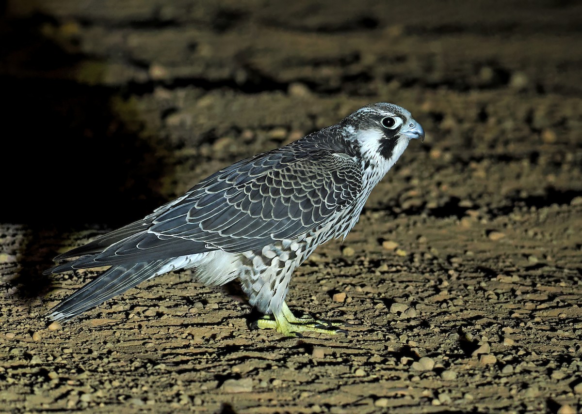 Faucon pèlerin - ML647351698