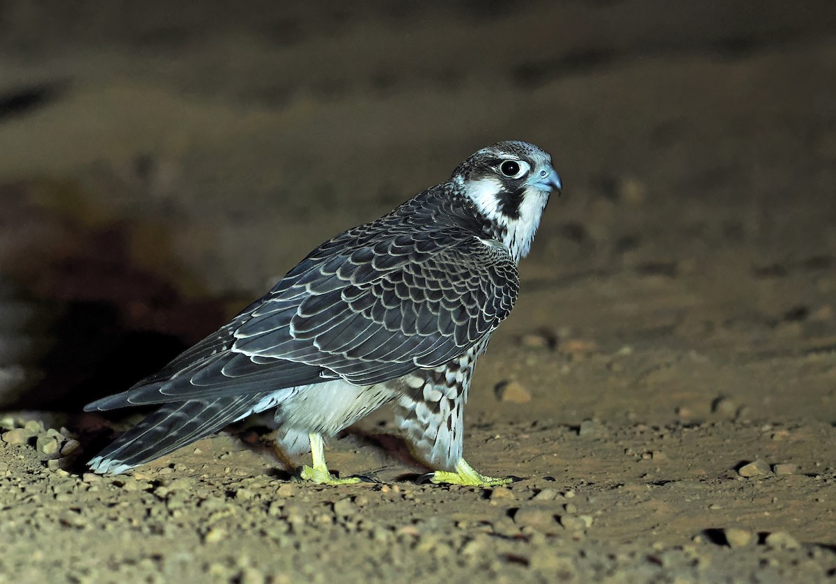 Faucon pèlerin - ML647351699