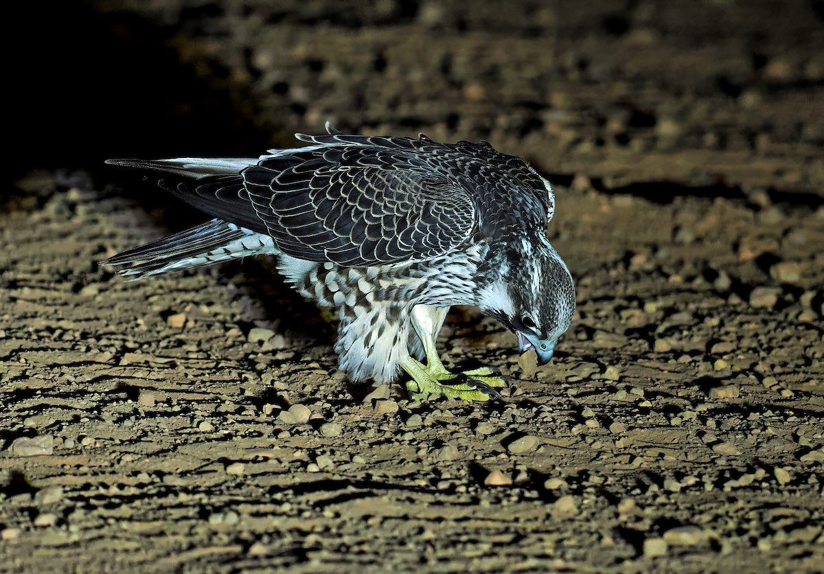 Faucon pèlerin - ML647351700