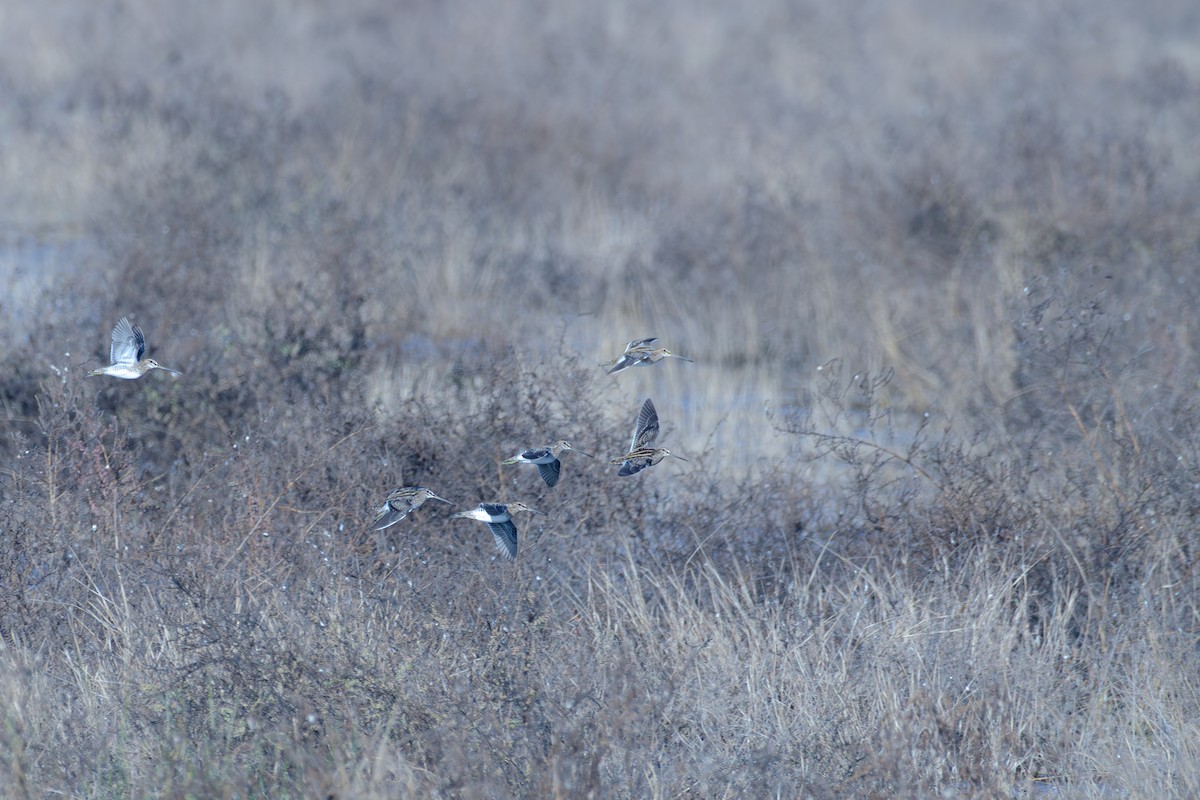 חרטומית ביצות - ML647351707