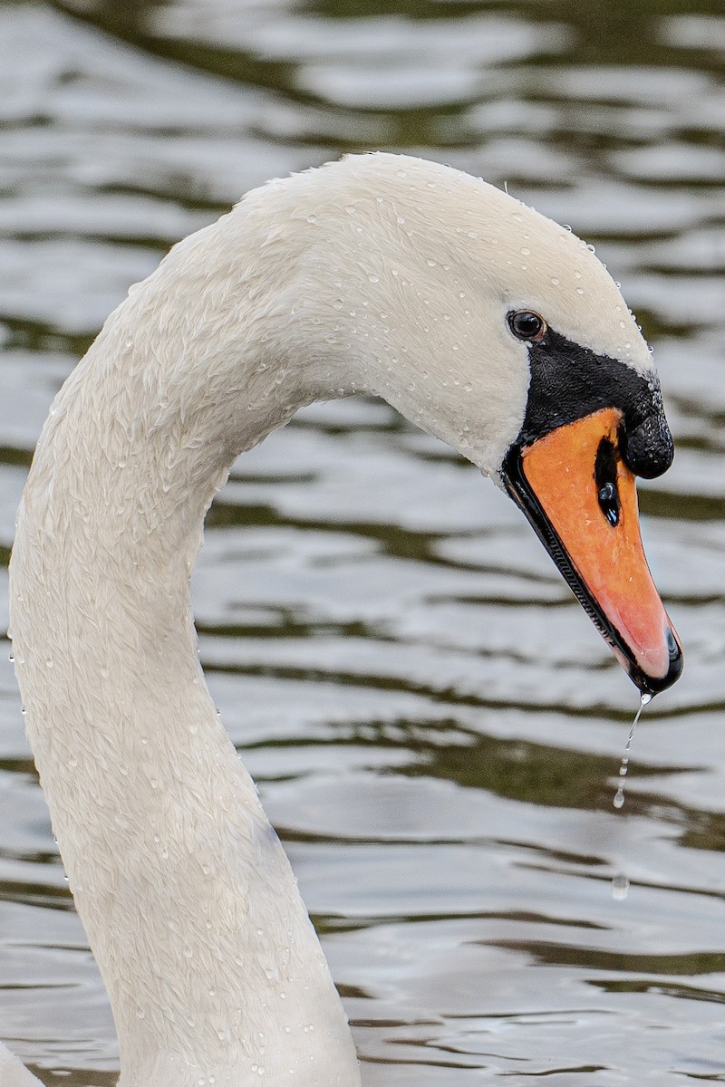 疣鼻天鵝 - ML647351715