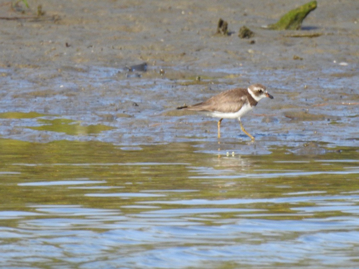 amerikasandlo - ML647351719