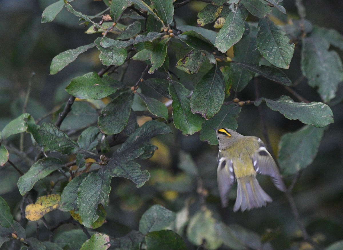 Goldcrest - ML647351720