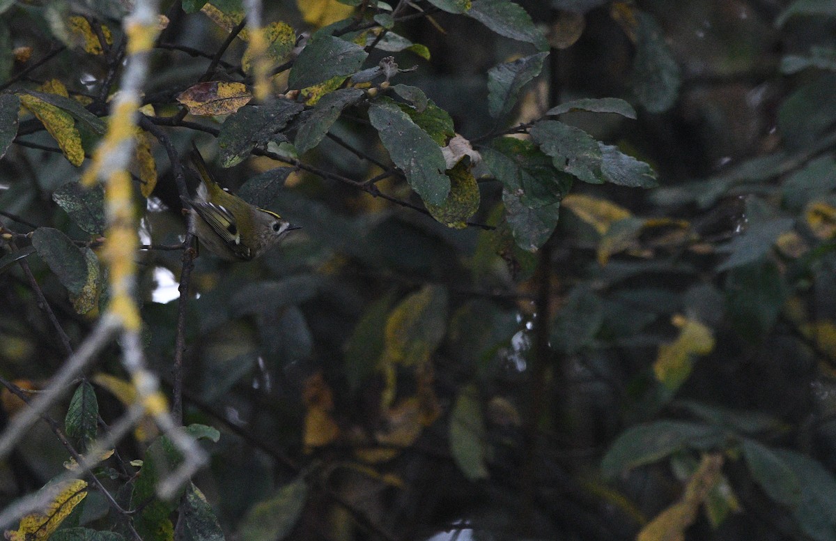 Goldcrest - ML647351721