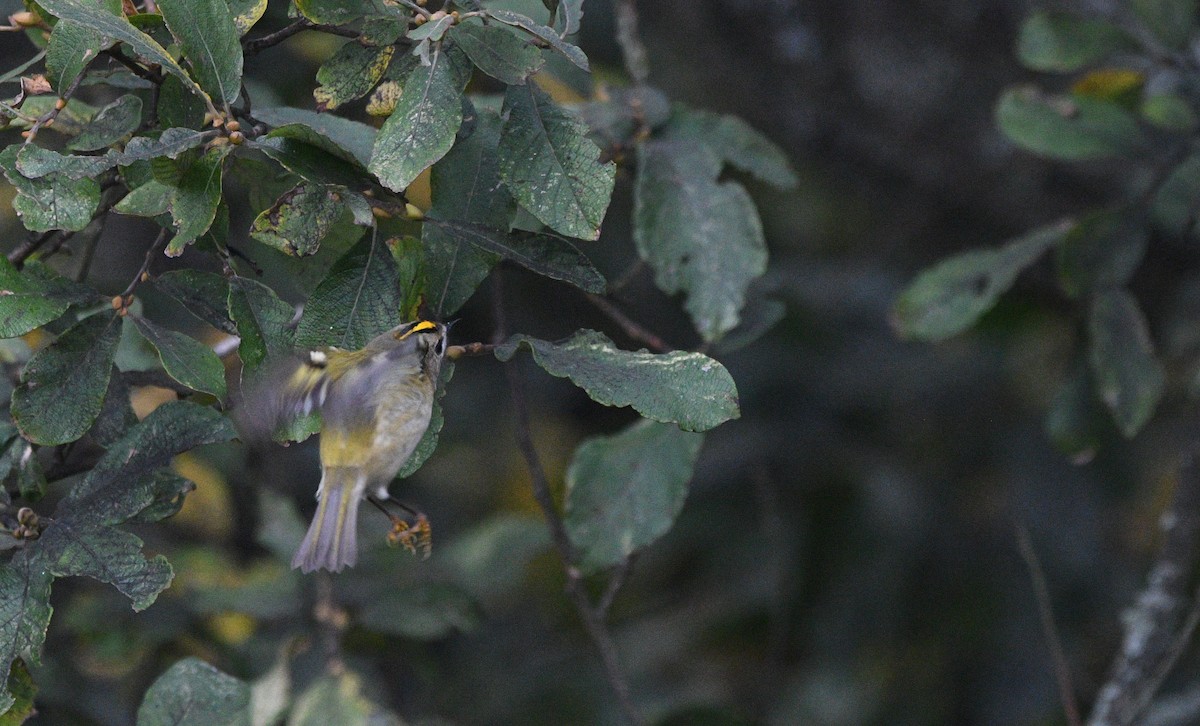 Goldcrest - ML647351722