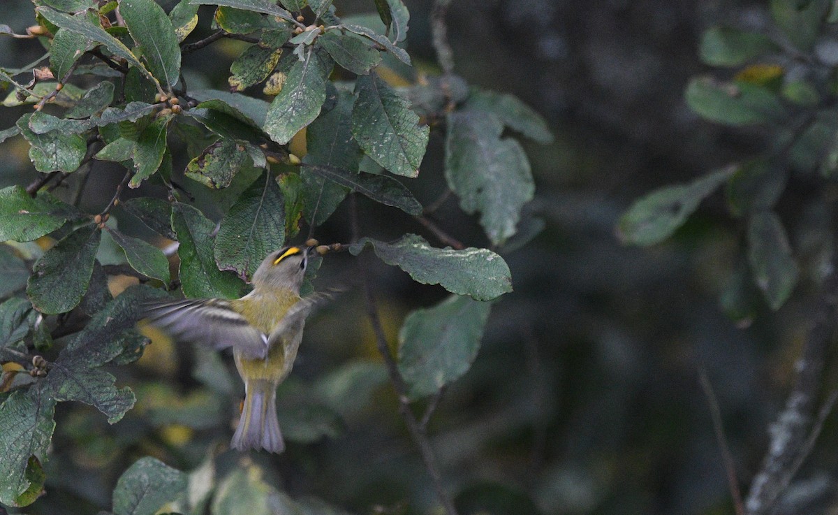 Goldcrest - ML647351723
